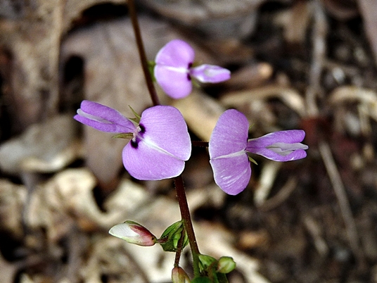 {Desmodium rotundifolium}